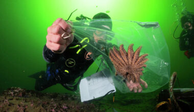 These predators may soon restore California's battered kelp forests