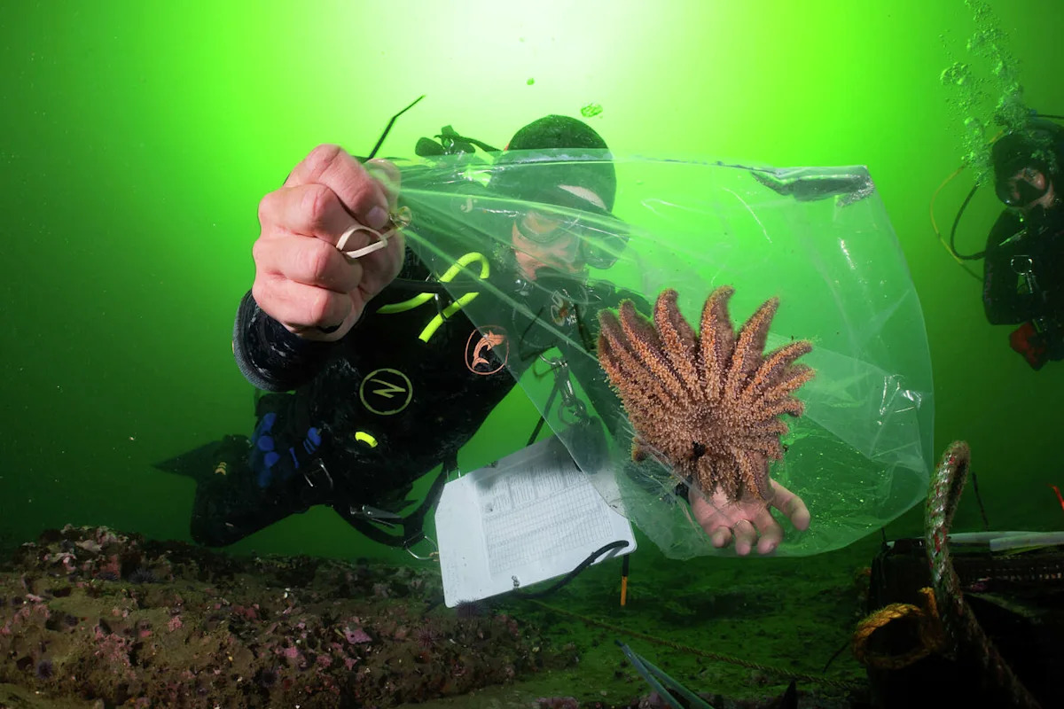 These predators may soon restore California's battered kelp forests