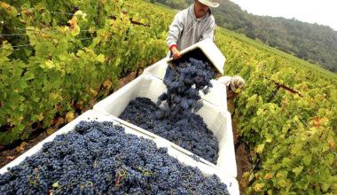 California's once-mighty wine industry is on the ropes