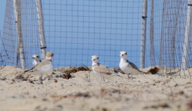 In California, 11 rescued snowy plovers hit the beach with high-tech tracking devices