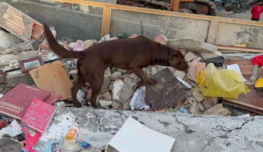 Los Angeles K-9 finds 3 alive after earthquake, and now he's a Hero Dog semifinalist