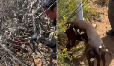 California animal officers brave cactus needles to free dog covered head to toe in thorns