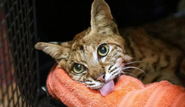 In California, a bobcat with fire-scorched paws spent 65 days healing, then ran wild again