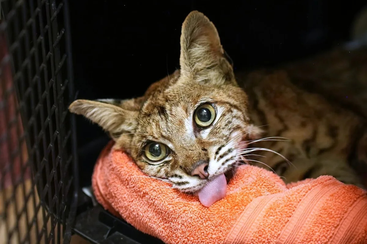 In California, a bobcat with fire-scorched paws spent 65 days healing, then ran wild again