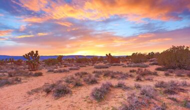 California’s desert mystery: missing men found in shallow graves as investigations continue into their disappearances