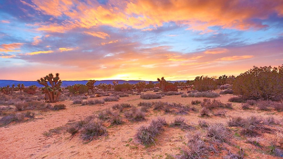 California’s desert mystery: missing men found in shallow graves as investigations continue into their disappearances