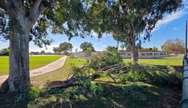 Dozen hurt after tree falls at middle school near Whittier – NBC Los Angeles