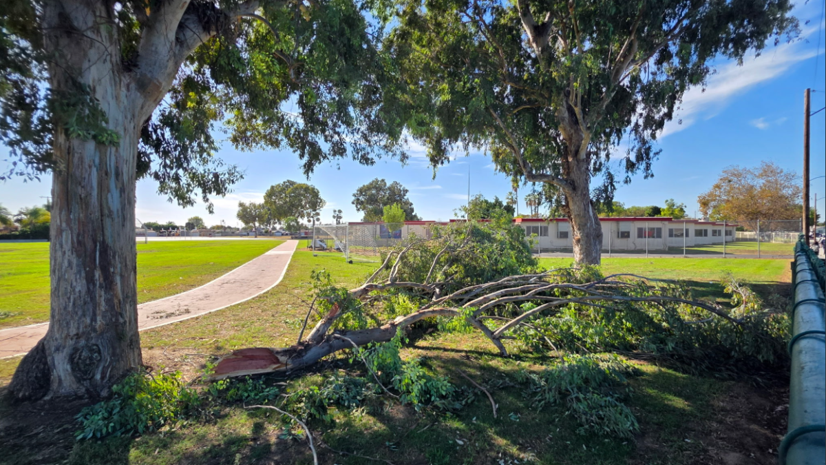 Dozen hurt after tree falls at middle school near Whittier – NBC Los Angeles