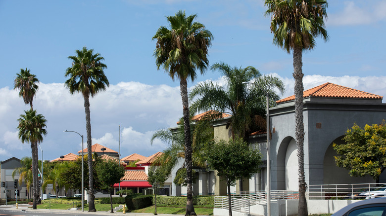 Palm trees on sunny day in Downtown Westminster