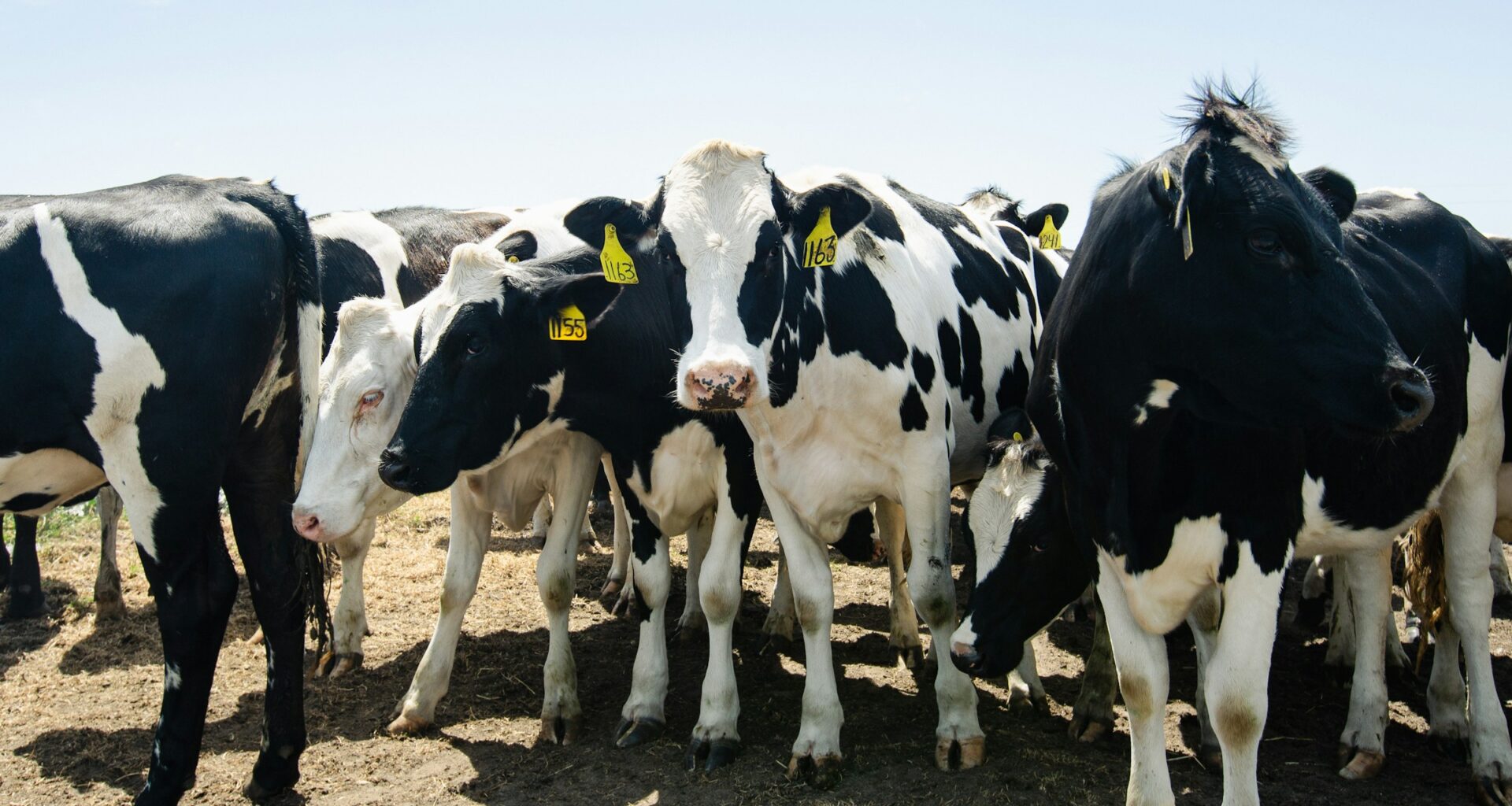California illegally spurred “gold rush in cow manure,” lawsuit alleges