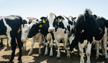 California illegally spurred “gold rush in cow manure,” lawsuit alleges
