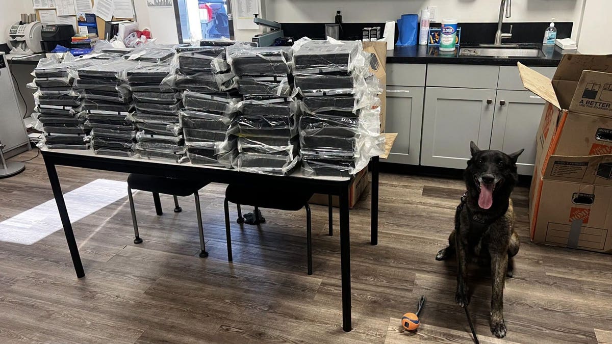 K-9 Otis next to roughly 440 pounds of drugs captured by police