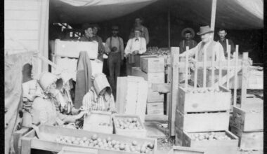 When Pacific Beach grew lemons instead of houses