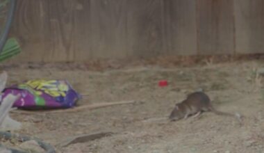 Linda residents raise concerns over rat infestation in neighborhood