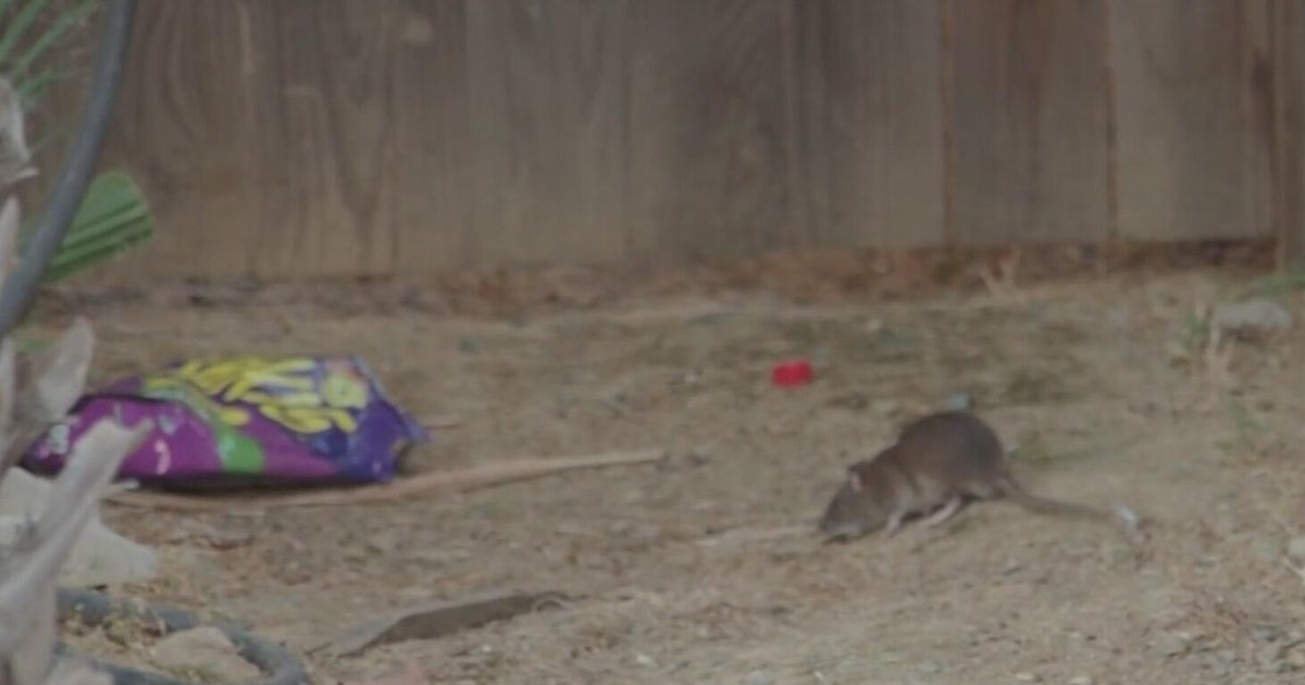 Linda residents raise concerns over rat infestation in neighborhood