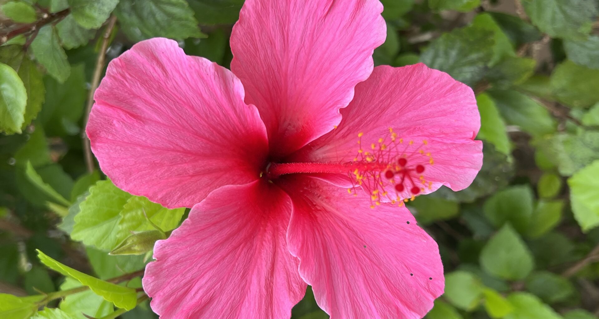 Hibiscus flowers on Virginia Way. (Deanne Monte)