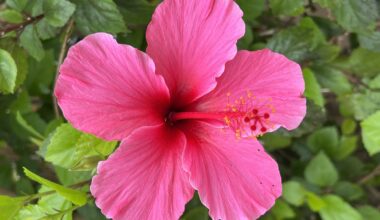 Hibiscus flowers on Virginia Way. (Deanne Monte)