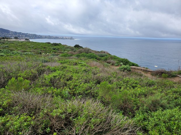 The Scripps Coastal Reserve encompasses nearly 1,000 acres. (Ashley Mackin-Solomon)