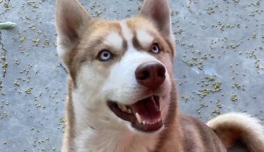 Family’s beloved dog found hanging in Lynwood – NBC Los Angeles