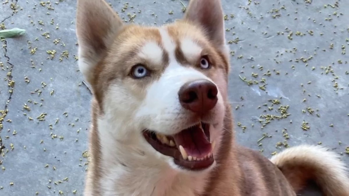 Family’s beloved dog found hanging in Lynwood – NBC Los Angeles