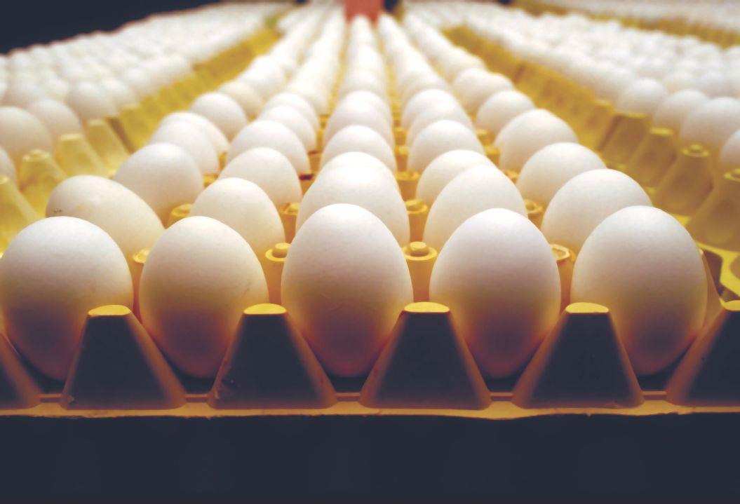 Trump administration lawsuit against California egg rules can proceed