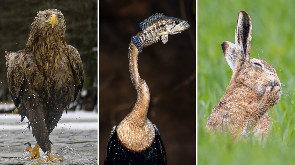 What are some of the funniest wildlife photos this year? – NBC 7 San Diego