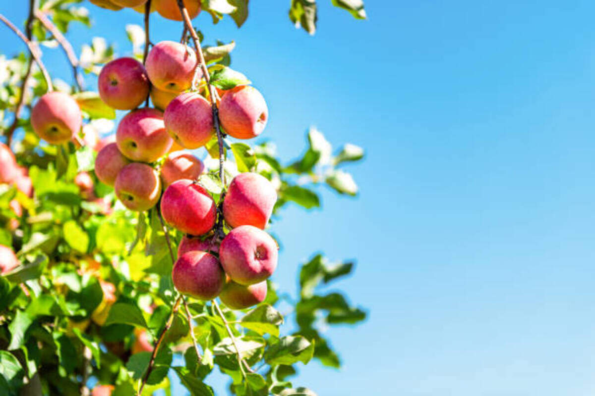 Pink Lady apples are among the varieties grown in California’s Central Valley.