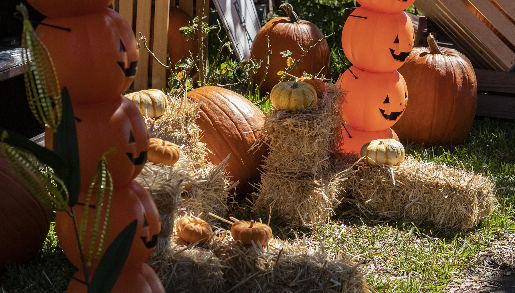 How to celebrate Halloween in Long Beach — whether you like tricks or treats • Eat. See. Do.