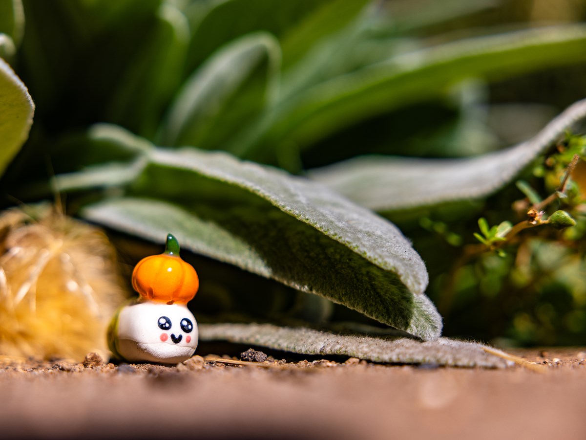 Pumpkin worm hiding out in the CapRadio garden area.