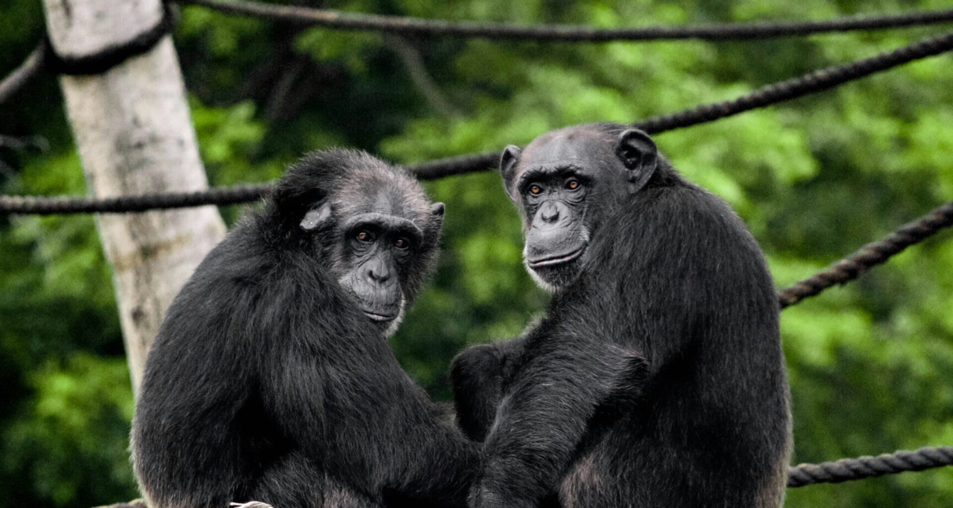Two chimpanzees sitting next to each other, looking backward toward the camera.