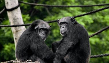 Two chimpanzees sitting next to each other, looking backward toward the camera.