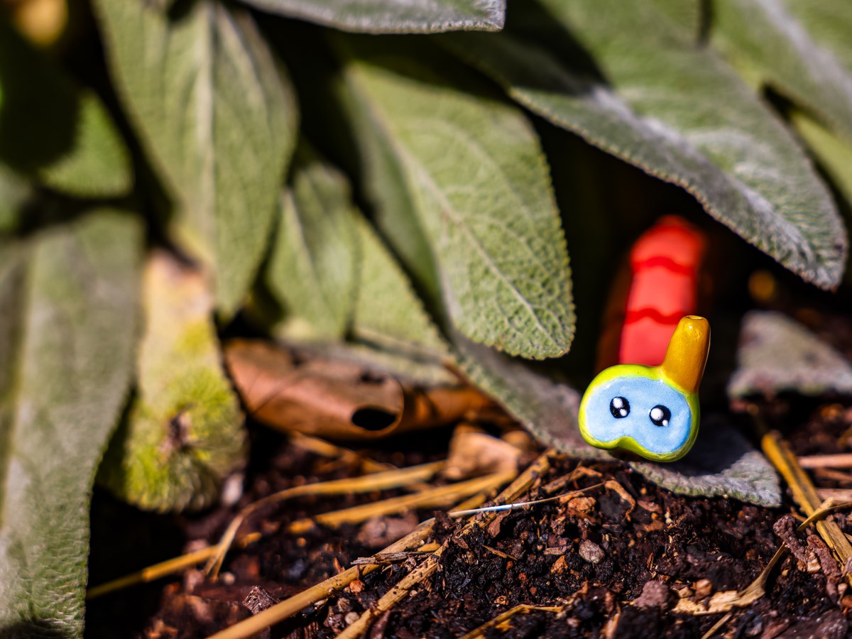 Scuba worm out in the CapRadio garden.