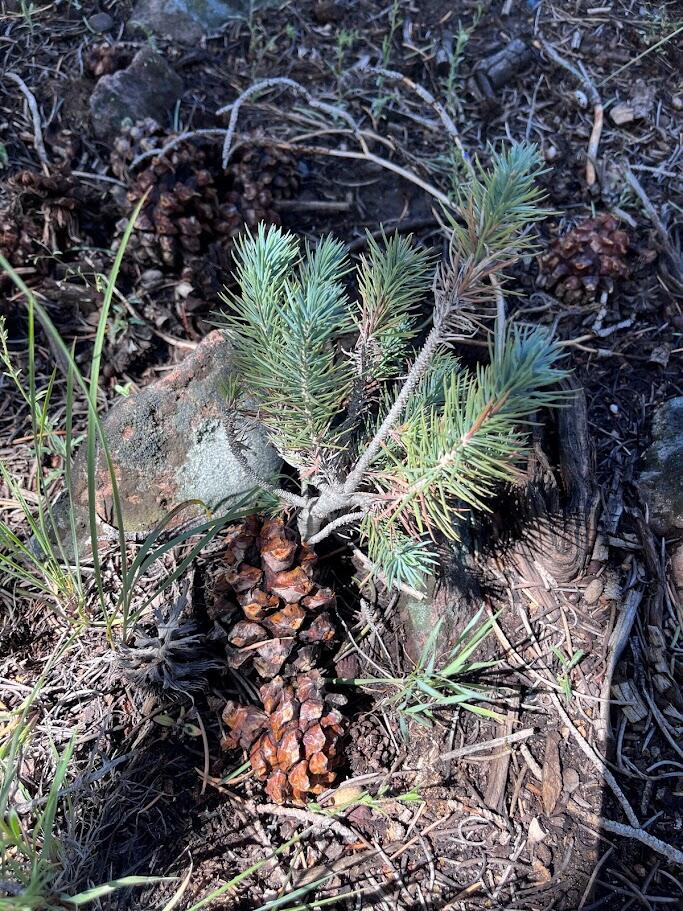 A young pine seedling with short green needles emerging next to a brown pinecone.