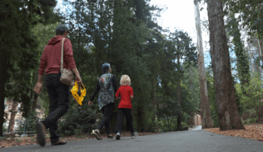 Five years ago, San Francisco’s tallest tree disappeared. A 7-Year-Old wants to find its replacement. – NBC Bay Area
