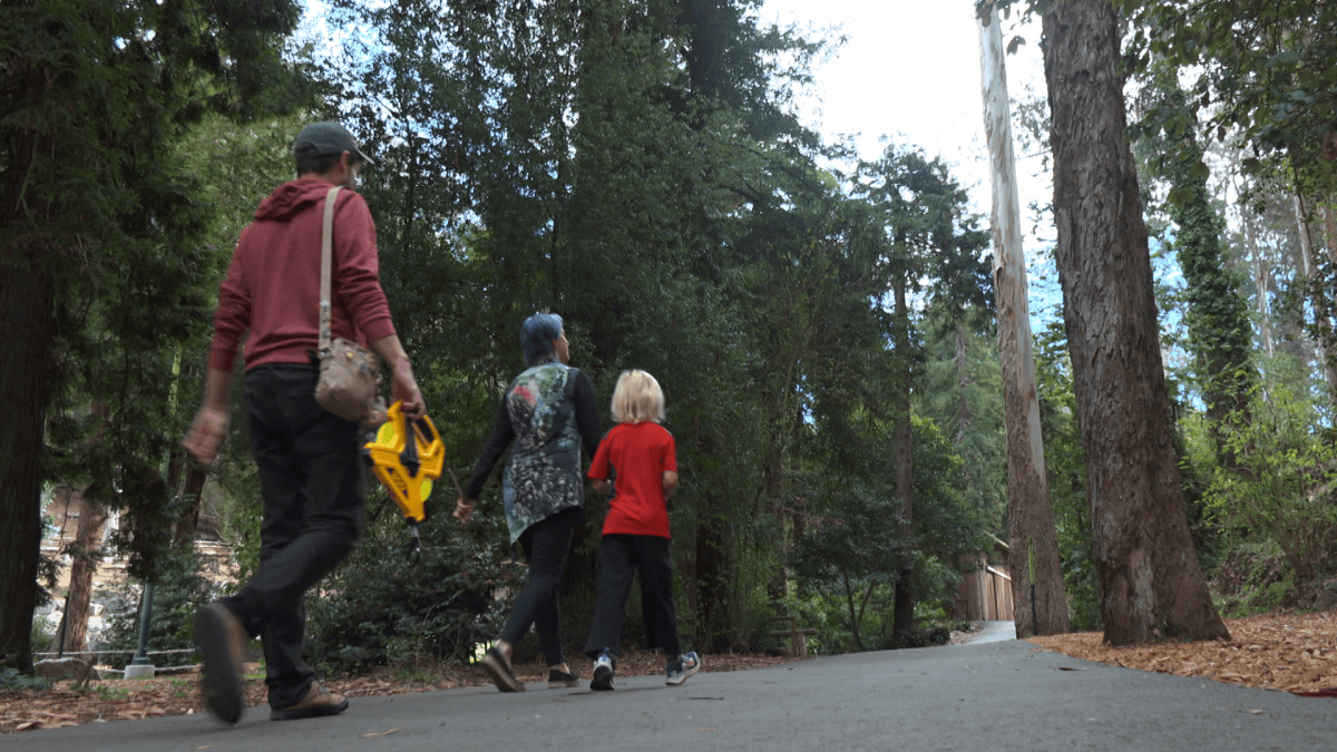 Five years ago, San Francisco’s tallest tree disappeared. A 7-Year-Old wants to find its replacement. – NBC Bay Area