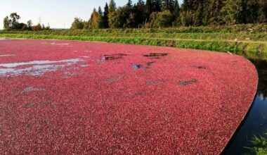 Learn History Of Cranberries In The Pines At Long Beach Island Library