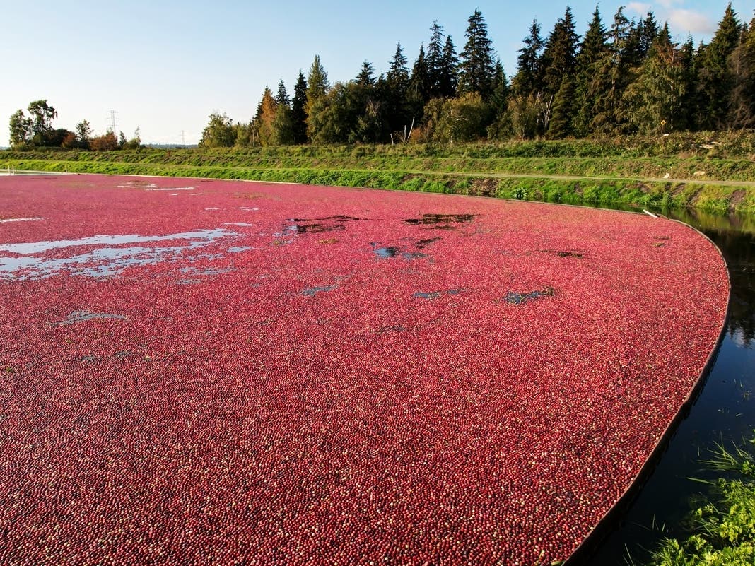 Learn History Of Cranberries In The Pines At Long Beach Island Library
