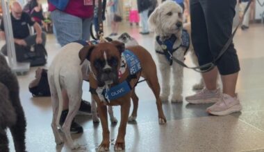 Sacramento airport therapy dogs, known as the BARC team, help to ease travel stress