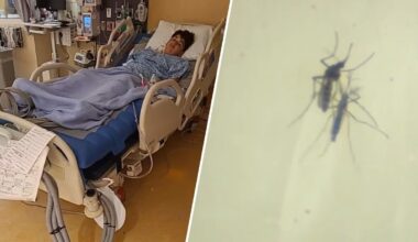 SoCal mom’s warning after son hospitalized with West Nile – NBC Los Angeles