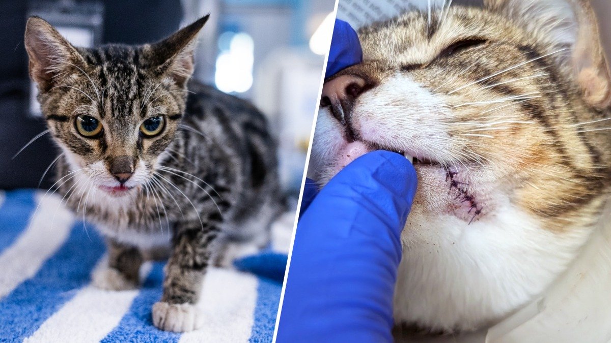 San Diego kitten found with zip tie around mouth as person sought – NBC 7 San Diego
