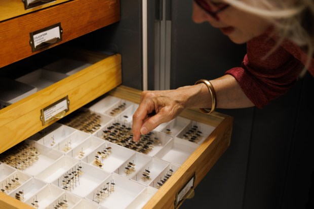 San Diego, California - Judy Gradwohl, president and CEO of The San Diego Natural History Museum, looks through cases of specimens in the invertebrate zoology department at the museum during a tour in Balboa Park on Thursday, Aug. 13, 2026. (Kristian Carreon / The San Diego Union-Tribune)