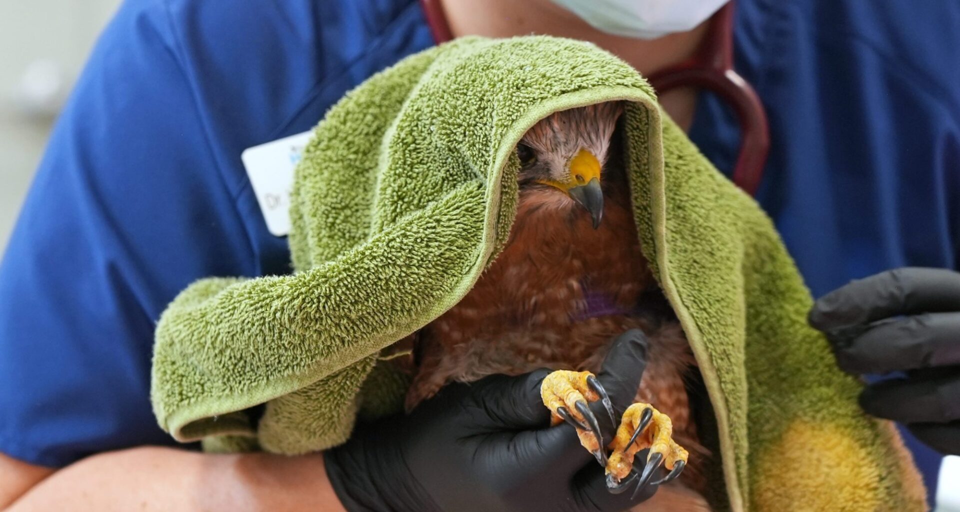 Hawk found in San Diego dies from gunshot wounds, while second hawk recovers from separate shooting – San Diego Union-Tribune