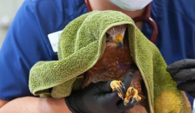Hawk found in San Diego dies from gunshot wounds, while second hawk recovers from separate shooting – San Diego Union-Tribune