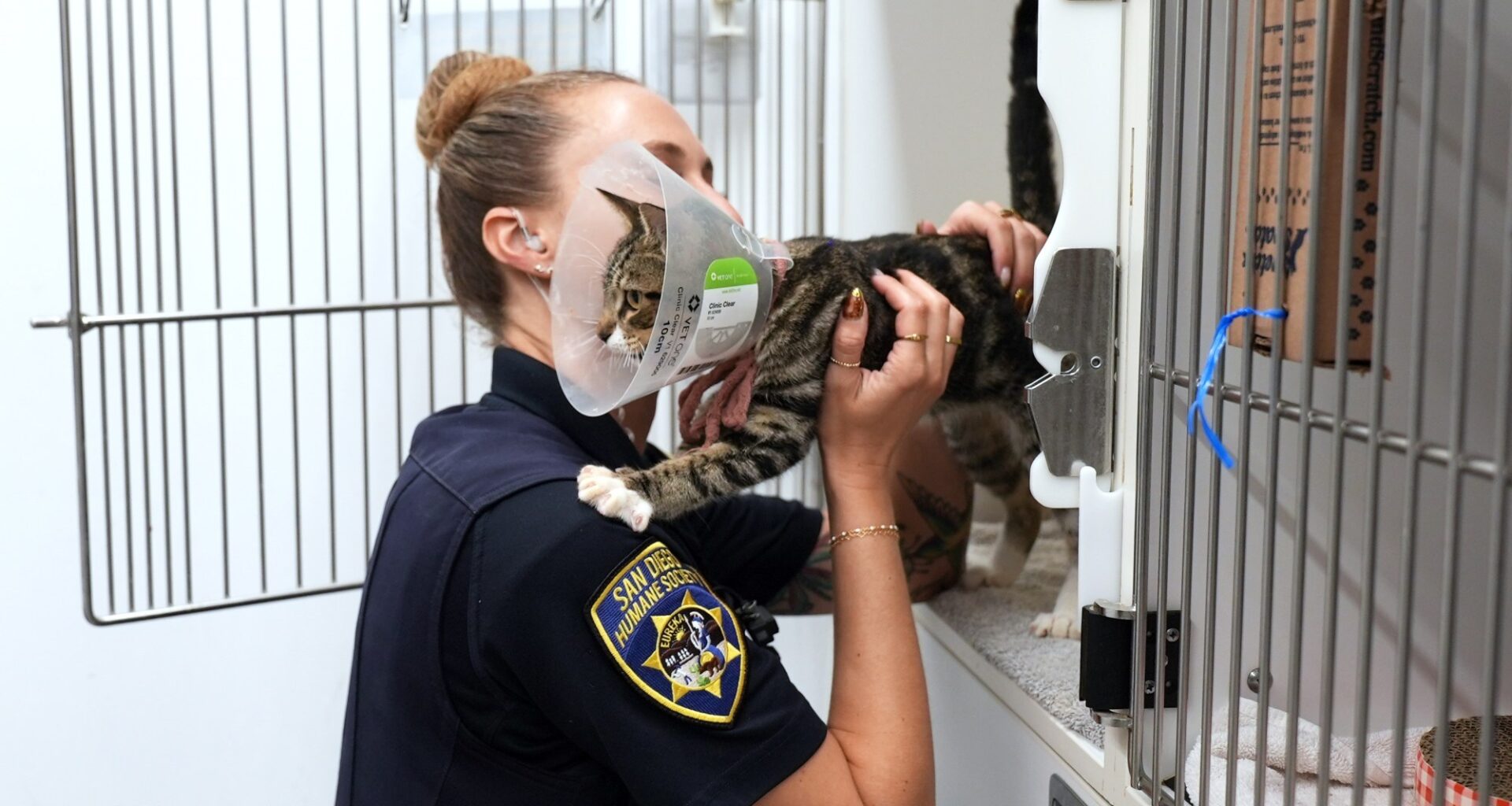 Tips sought after kitten found with zip tie around mouth and neck in San Diego – San Diego Union-Tribune