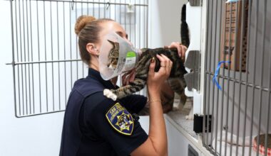 Tips sought after kitten found with zip tie around mouth and neck in San Diego – San Diego Union-Tribune