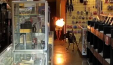 Video released of police shooting in North Park incident that left officers, K9 with burn injuries – San Diego Union-Tribune