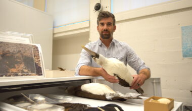 'A really special region for birds': The Nat’s new curator on birding, collections and climate