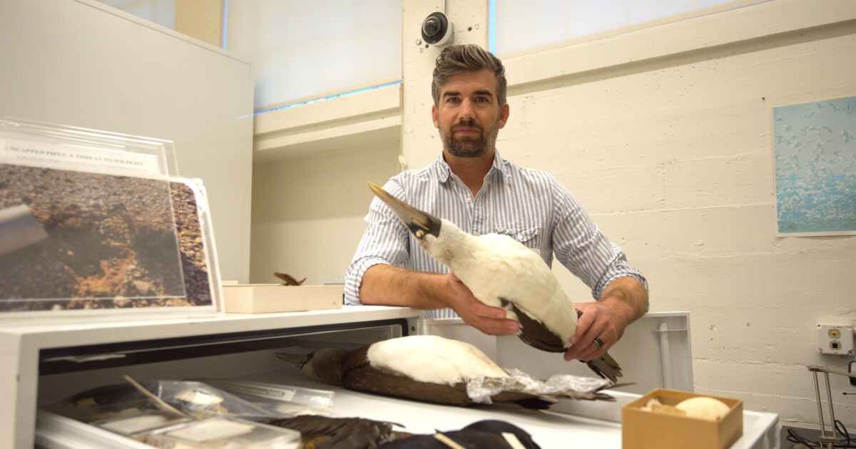 'A really special region for birds': The Nat’s new curator on birding, collections and climate