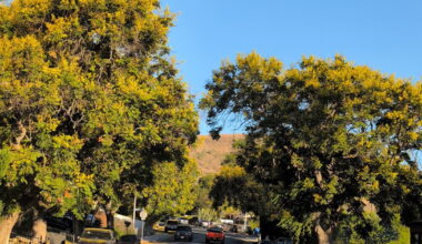 Move over, jacaranda. LA’s fall showstopper is the Chinese flame tree