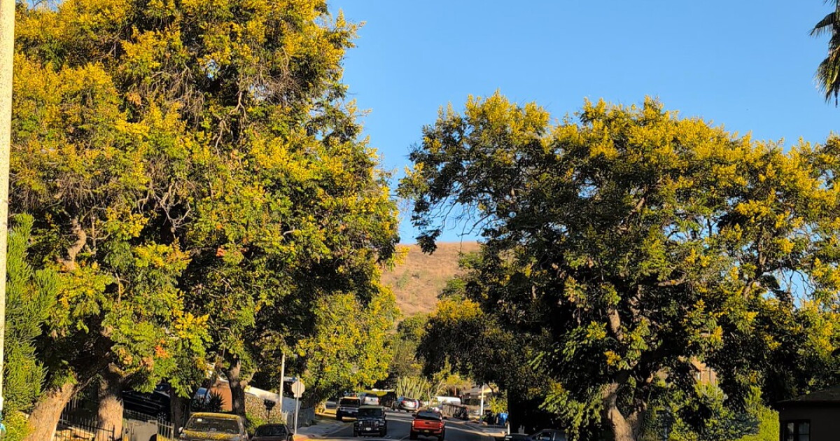 Move over, jacaranda. LA’s fall showstopper is the Chinese flame tree